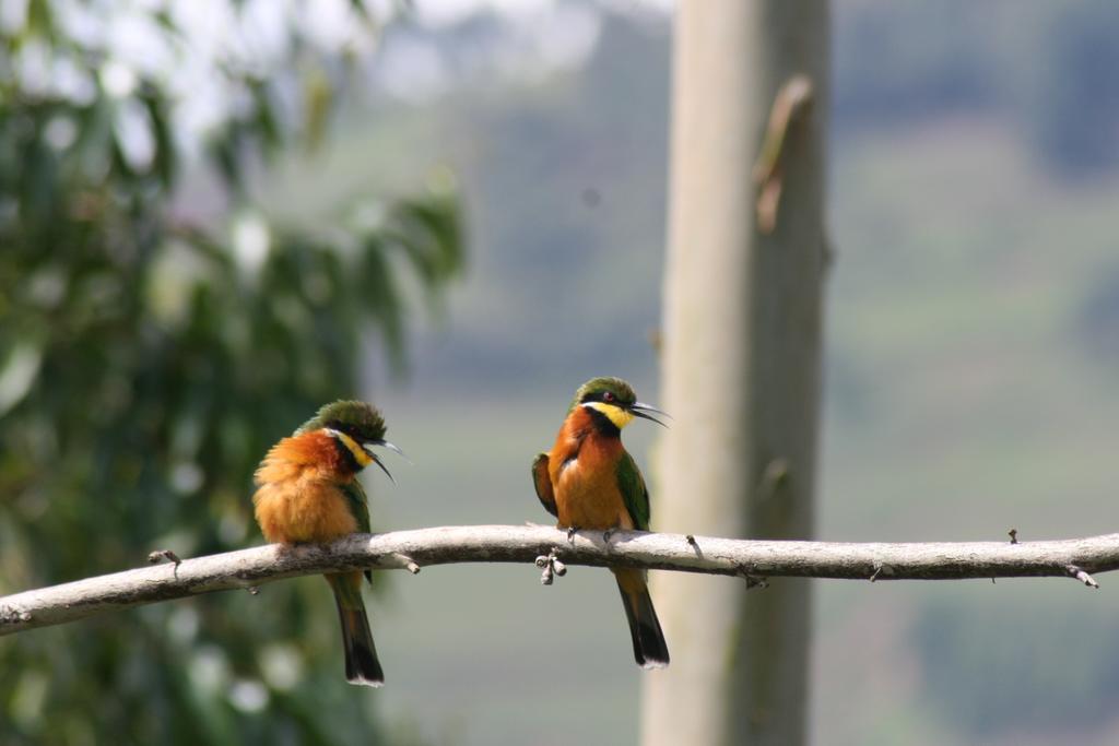 Amasiko Homestay Lake Bunyonyi Kabale Zewnętrze zdjęcie