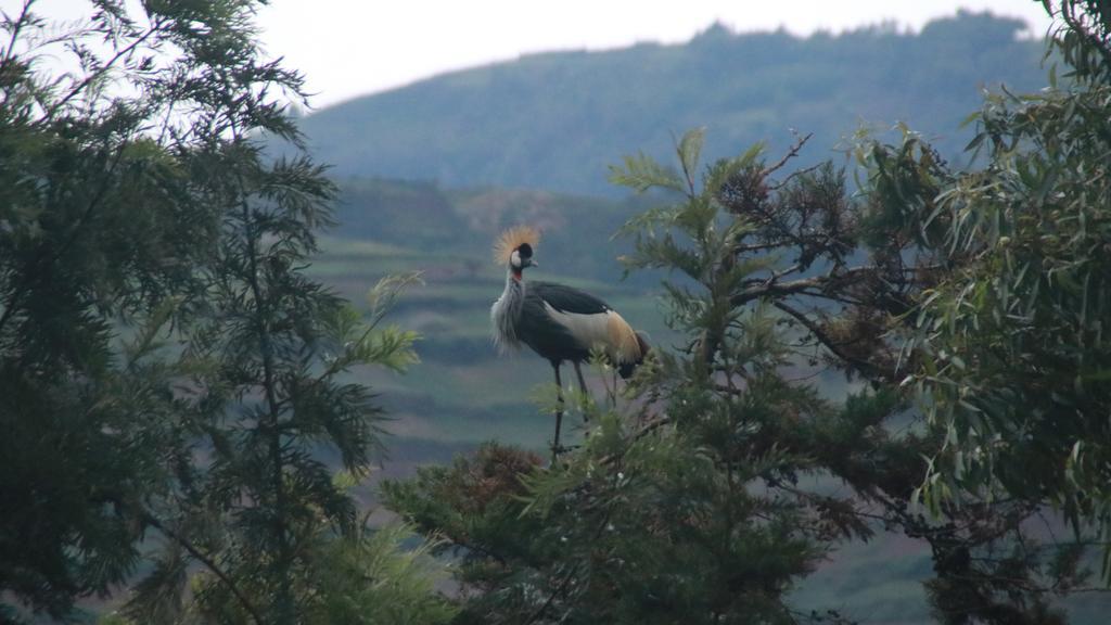 Amasiko Homestay Lake Bunyonyi Kabale Zewnętrze zdjęcie